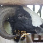 Jenis-Jenis Kambing di Indonesia untuk Kurban: Mengenal Keberagaman Ras dan Karakteristiknya